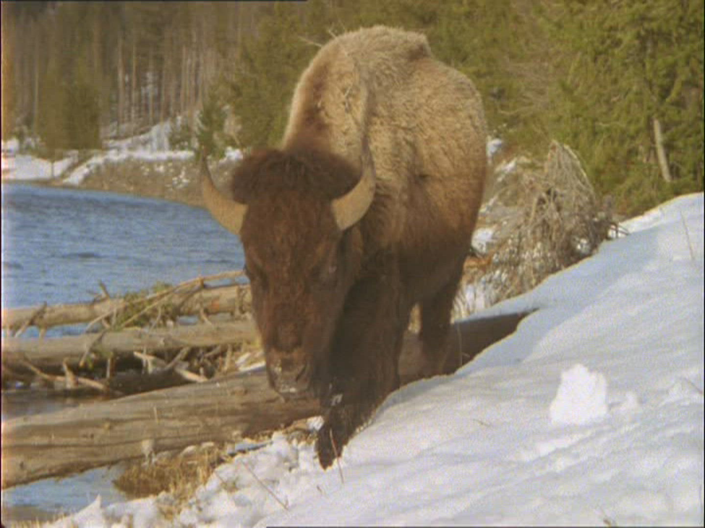 366952859 / American Buffalo / Alaska
