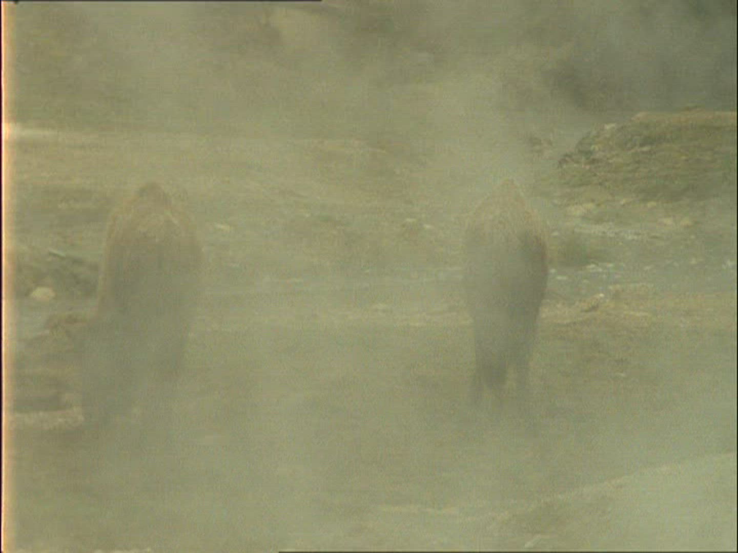 832013330 / American Buffalo / Alaska