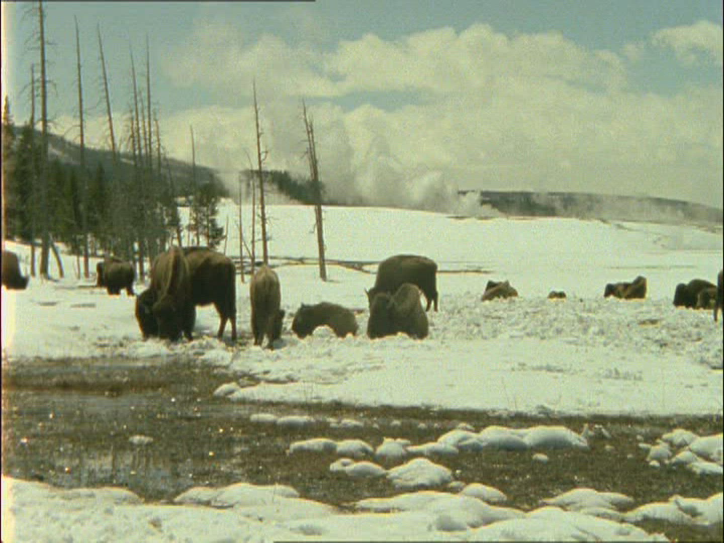 476778604 / American Buffalo / Alaska