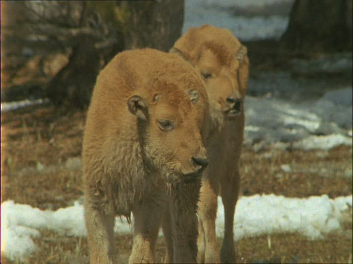 912676683 / American Buffalo / Alaska