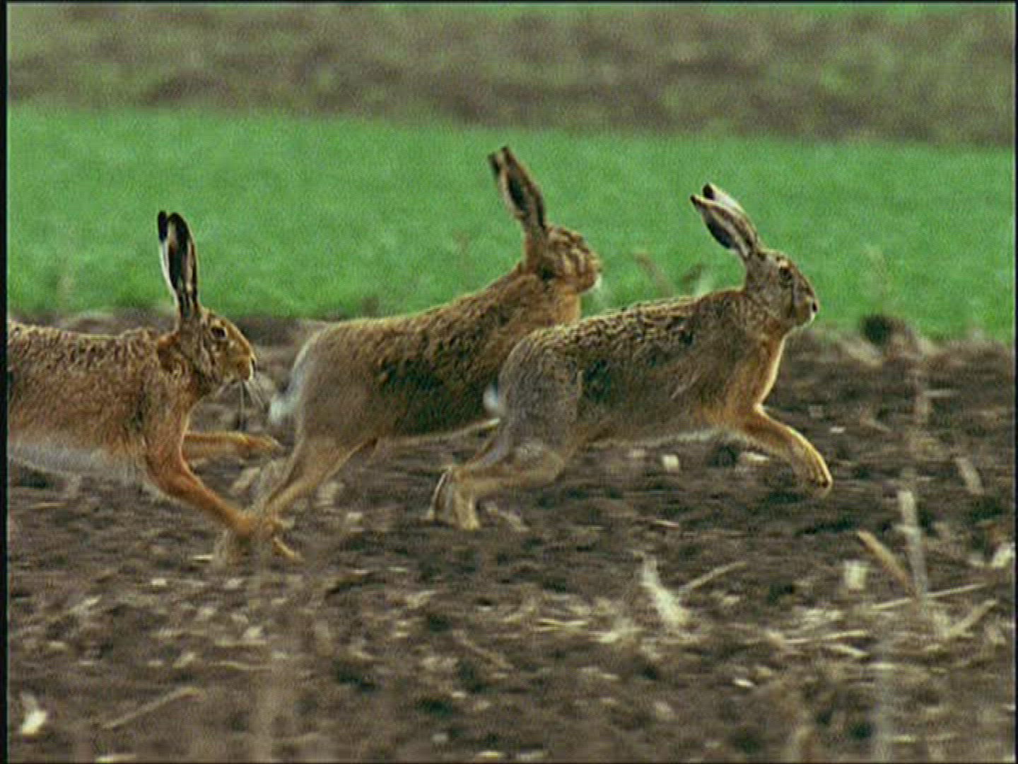 391141641 / Brown Hare / Europe