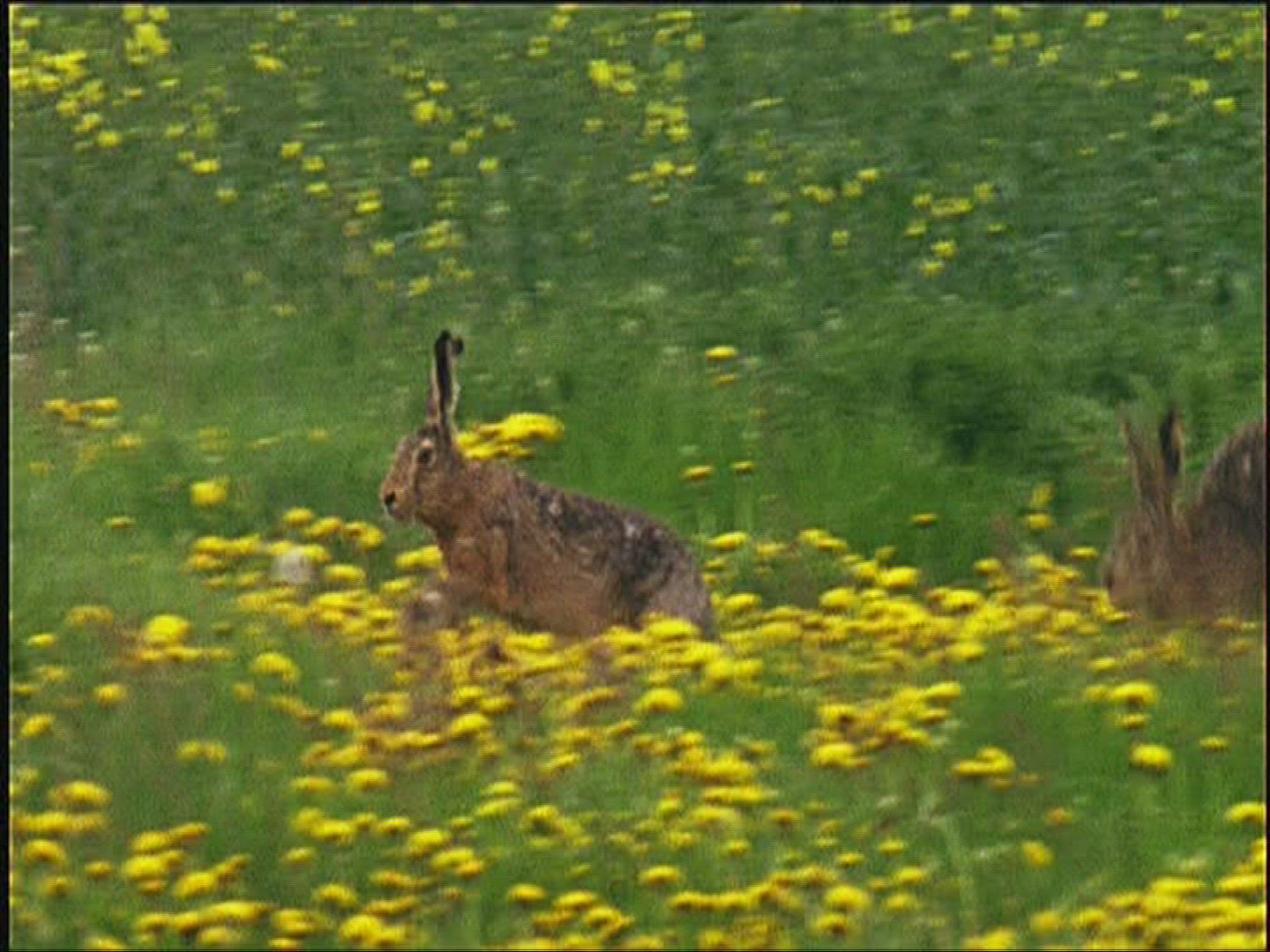 899561763 / Brown Hare / Europe