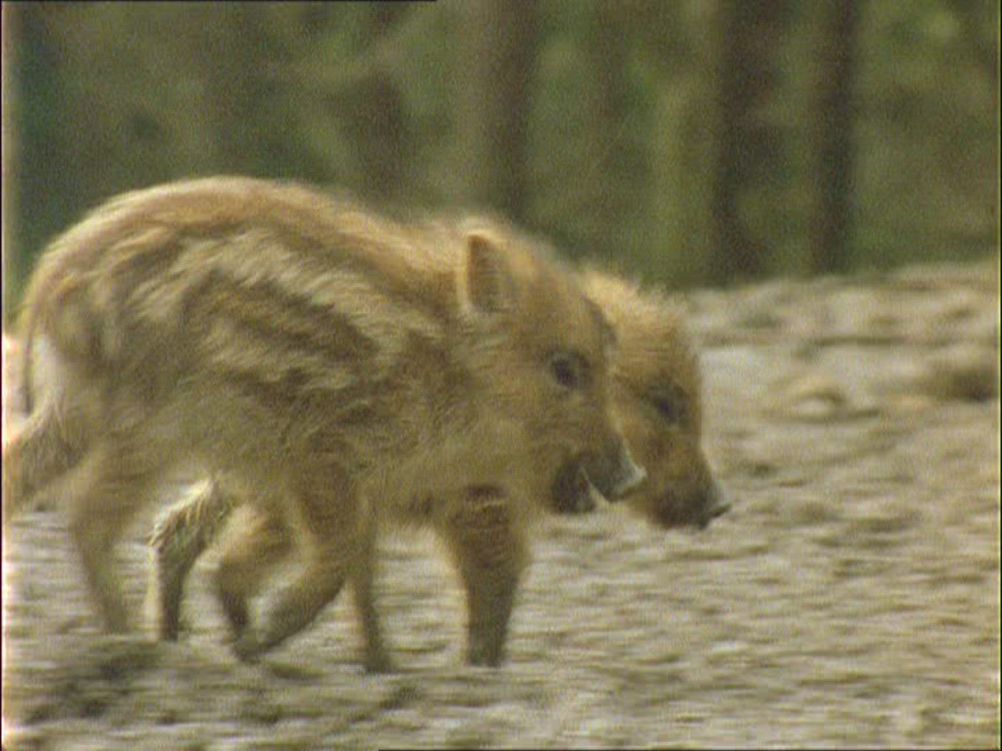 914883928 / Wild Boar / Rearing / Spring