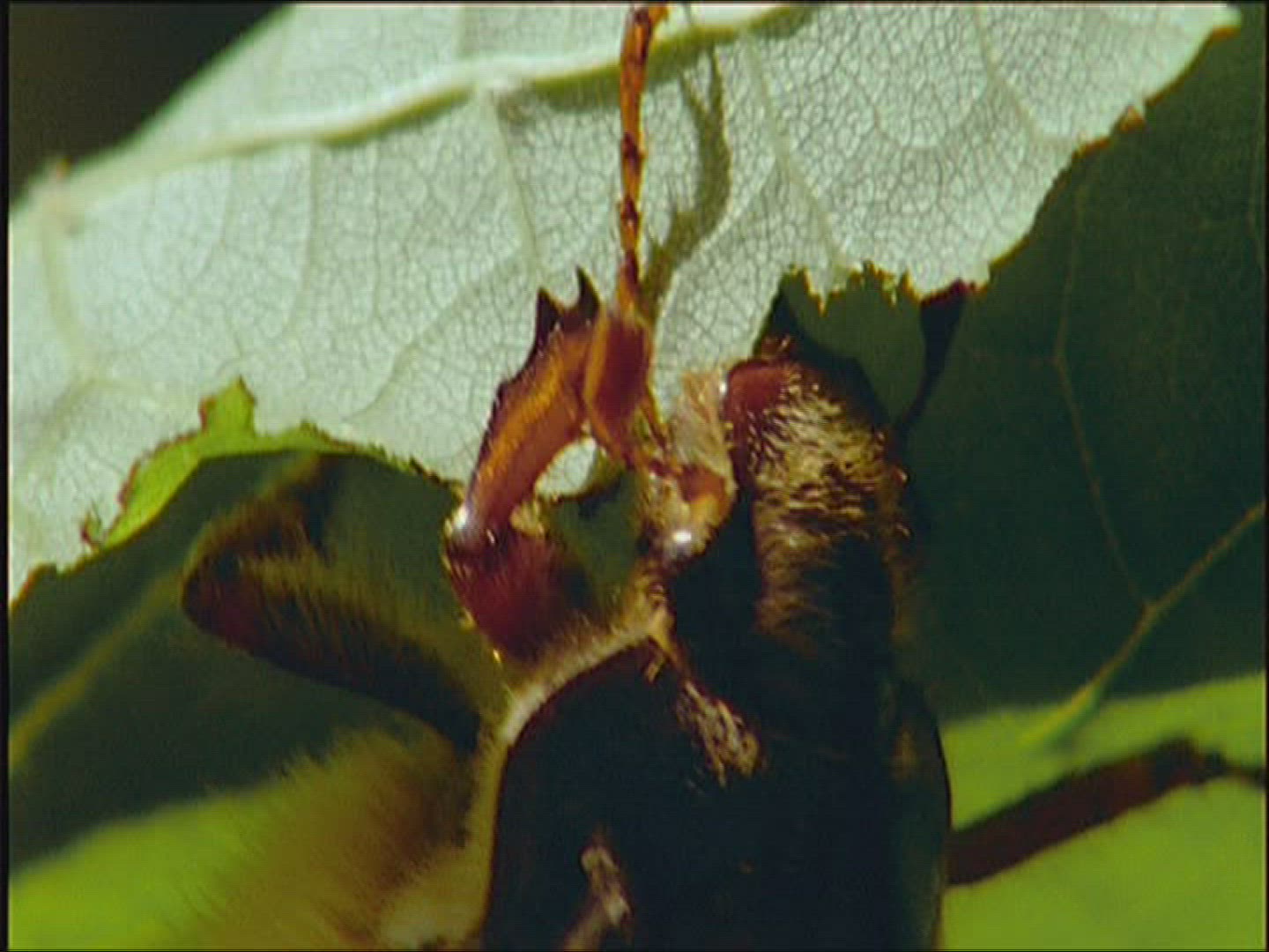 261075238 / Cockchafer / Europe