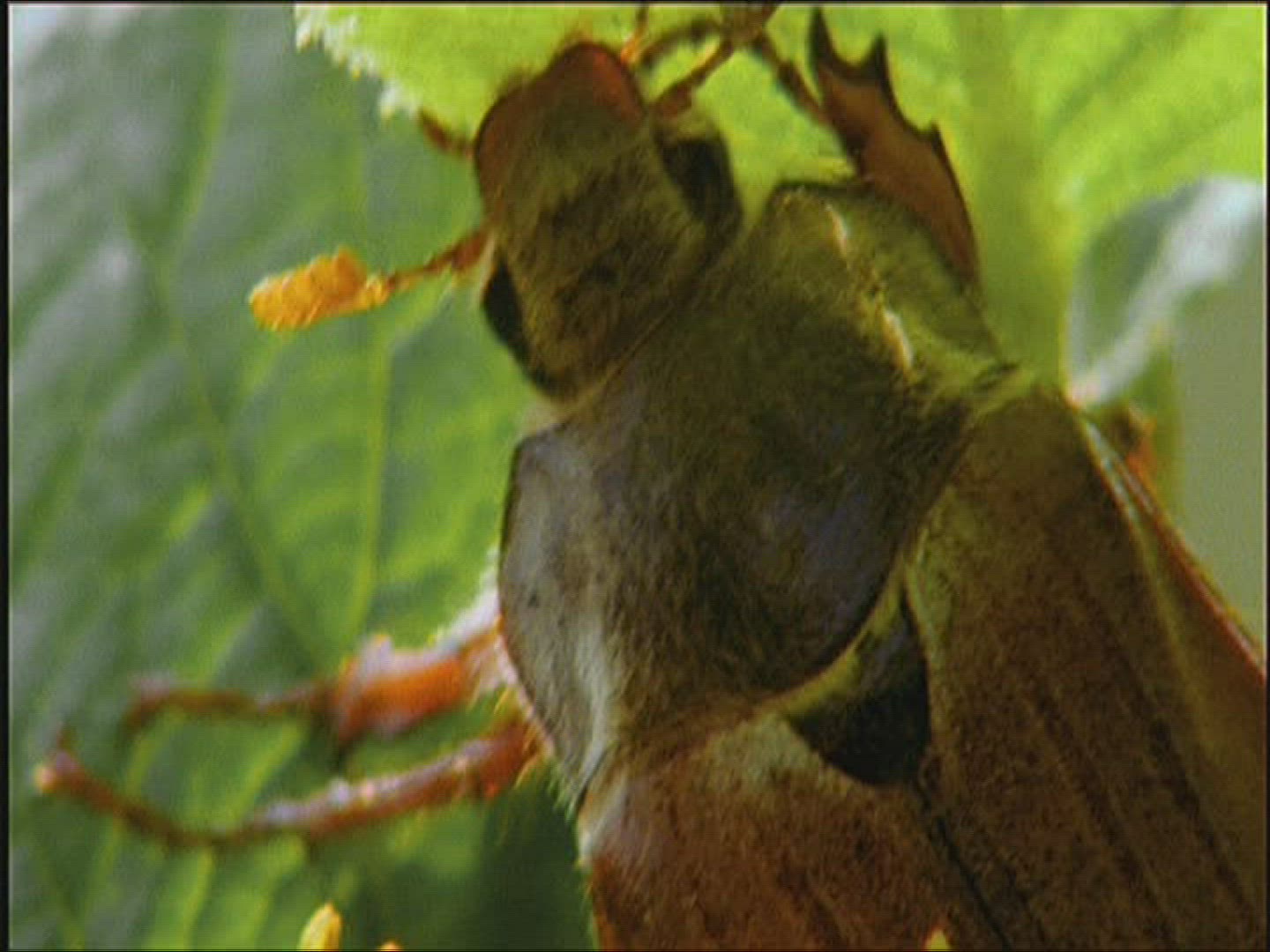 506095289 / Cockchafer / Europe