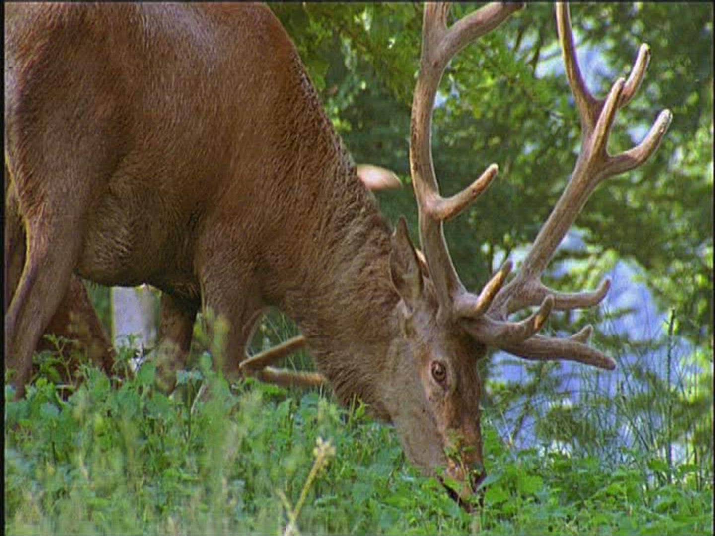 136703311 / Roe Deer / Europe