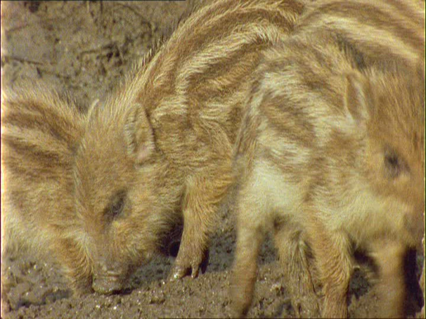 160465722 / Wild Boar / Rearing / Spring