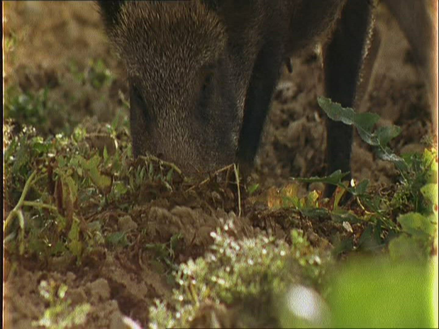 953081217 / Wild Boar / Autumn / Europe 953081217 / Wild Boar / Autumn / Europe