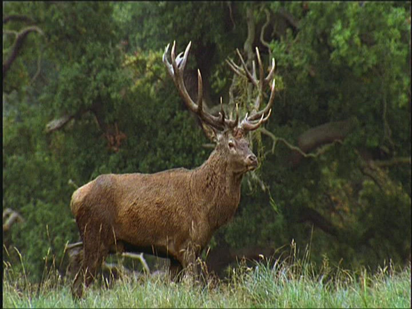 808862285 / Roe Deer / Europe