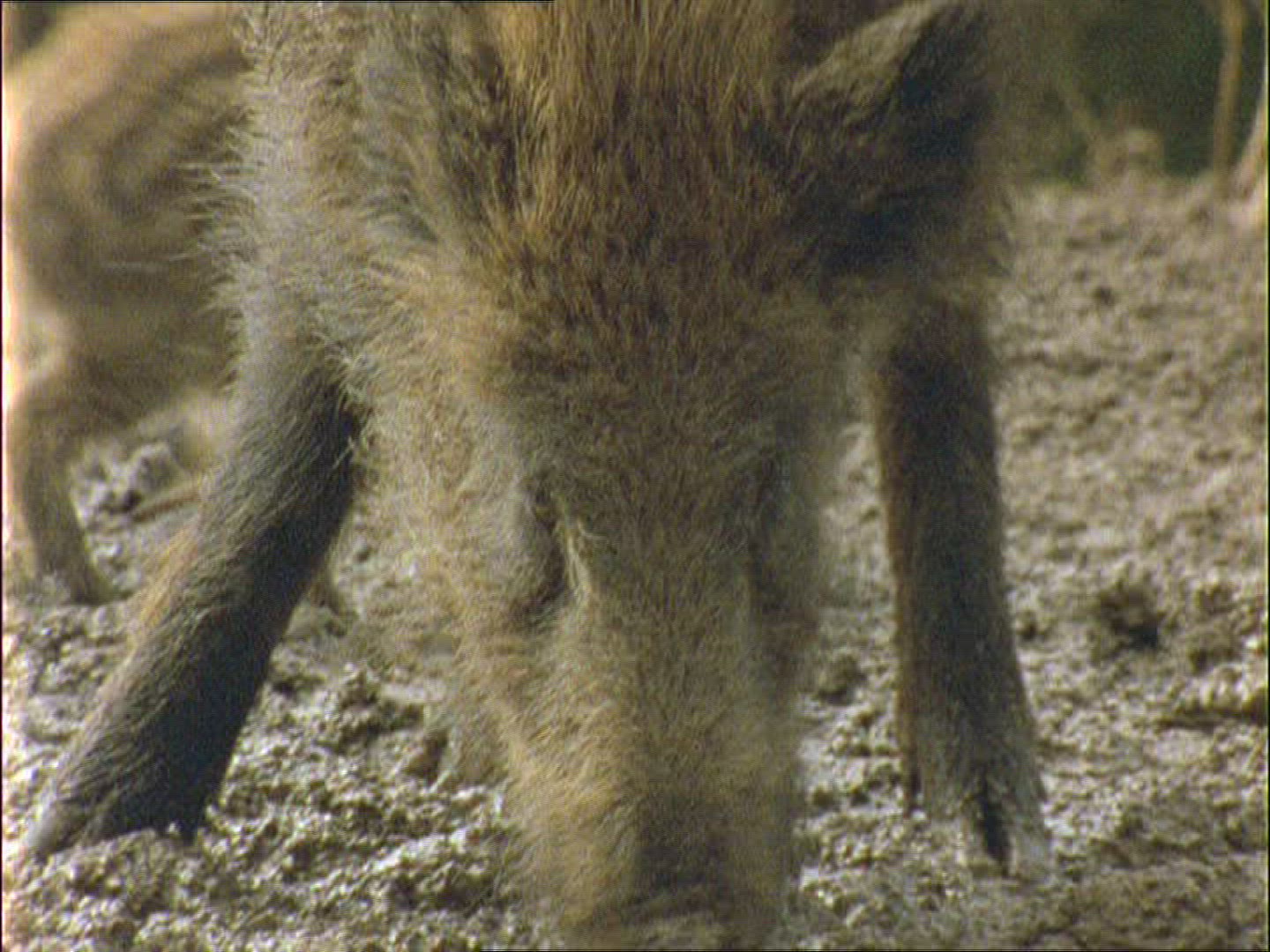 571742047 / Wild Boar / Rearing / Spring