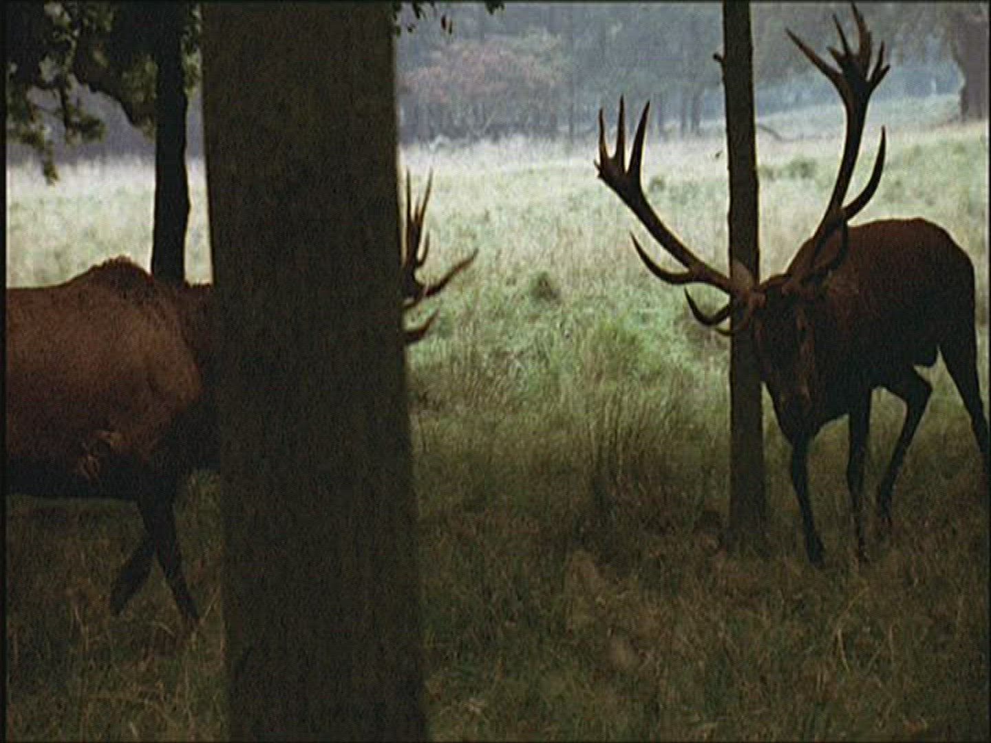 441937971 / Roe Deer / Europe