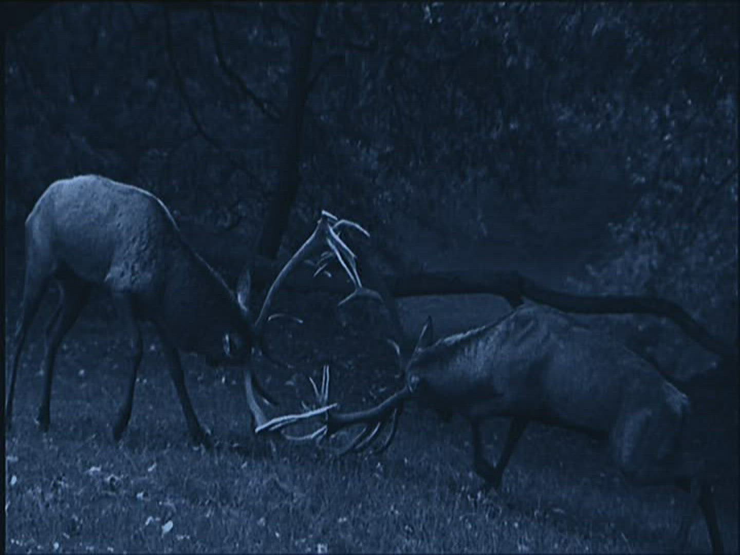 412655493 / Roe Deer / Europe