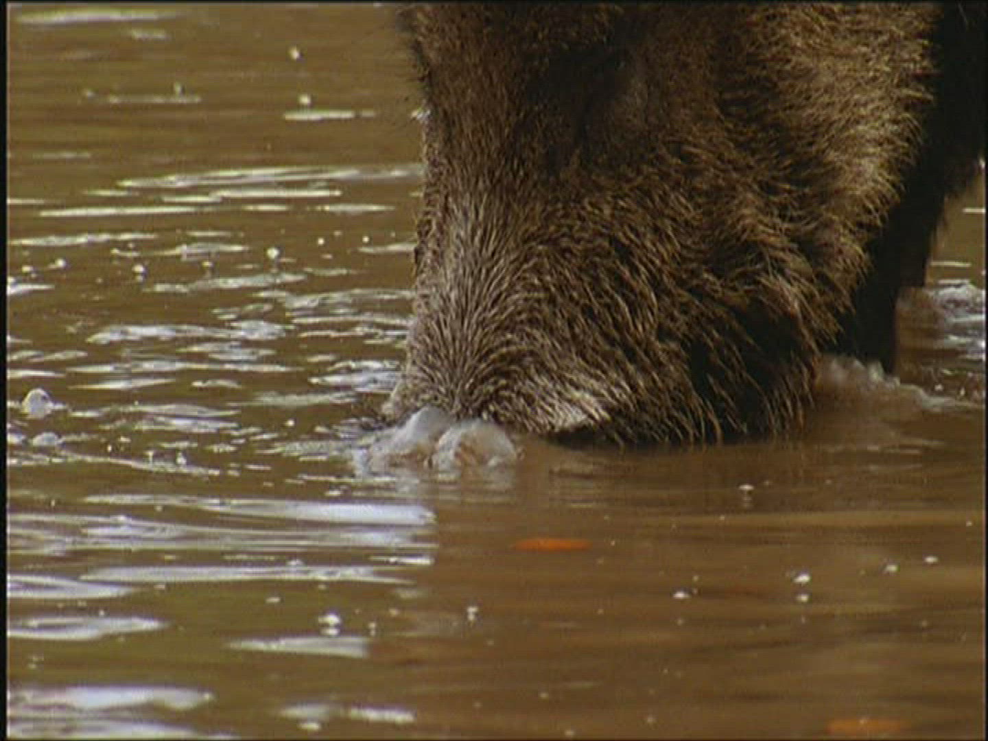 576087307 / Wild Boar / Autumn / Europe 576087307 / Wild Boar / Autumn / Europe