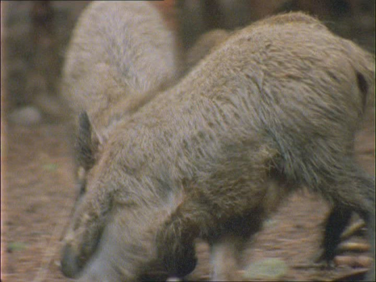 143140084 / Wild Boar / Fighting