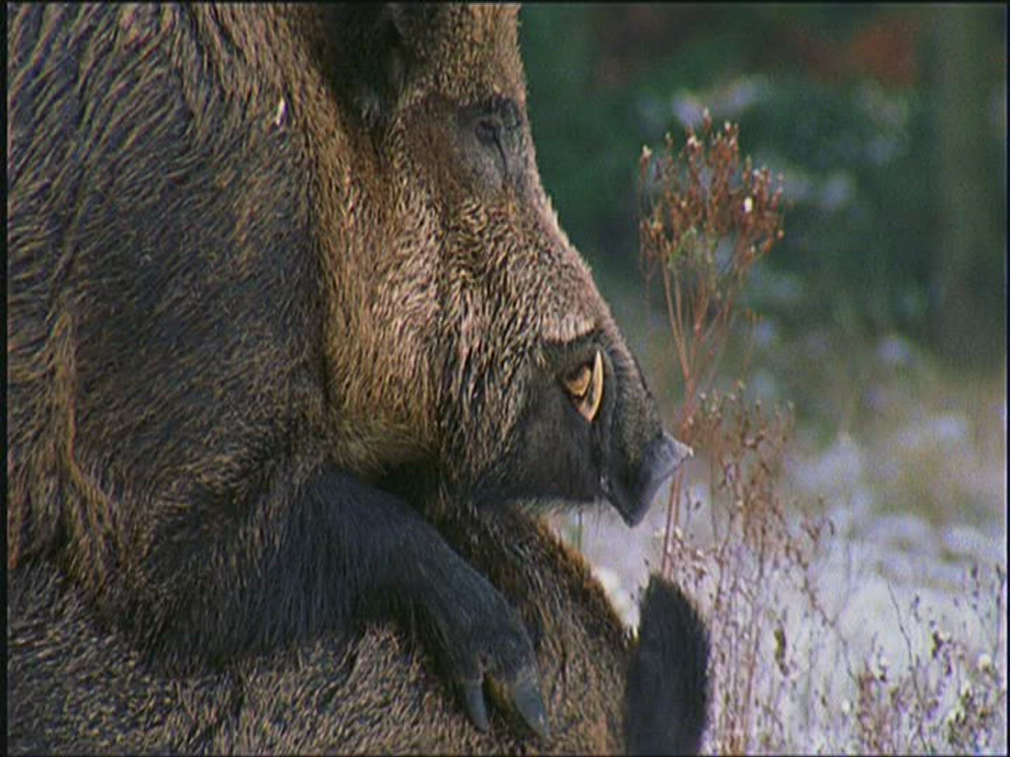 963214359 / Wild Boar / Winter / Europe