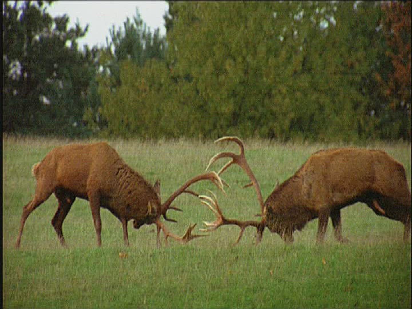 864799262 / Roe Deer / Europe