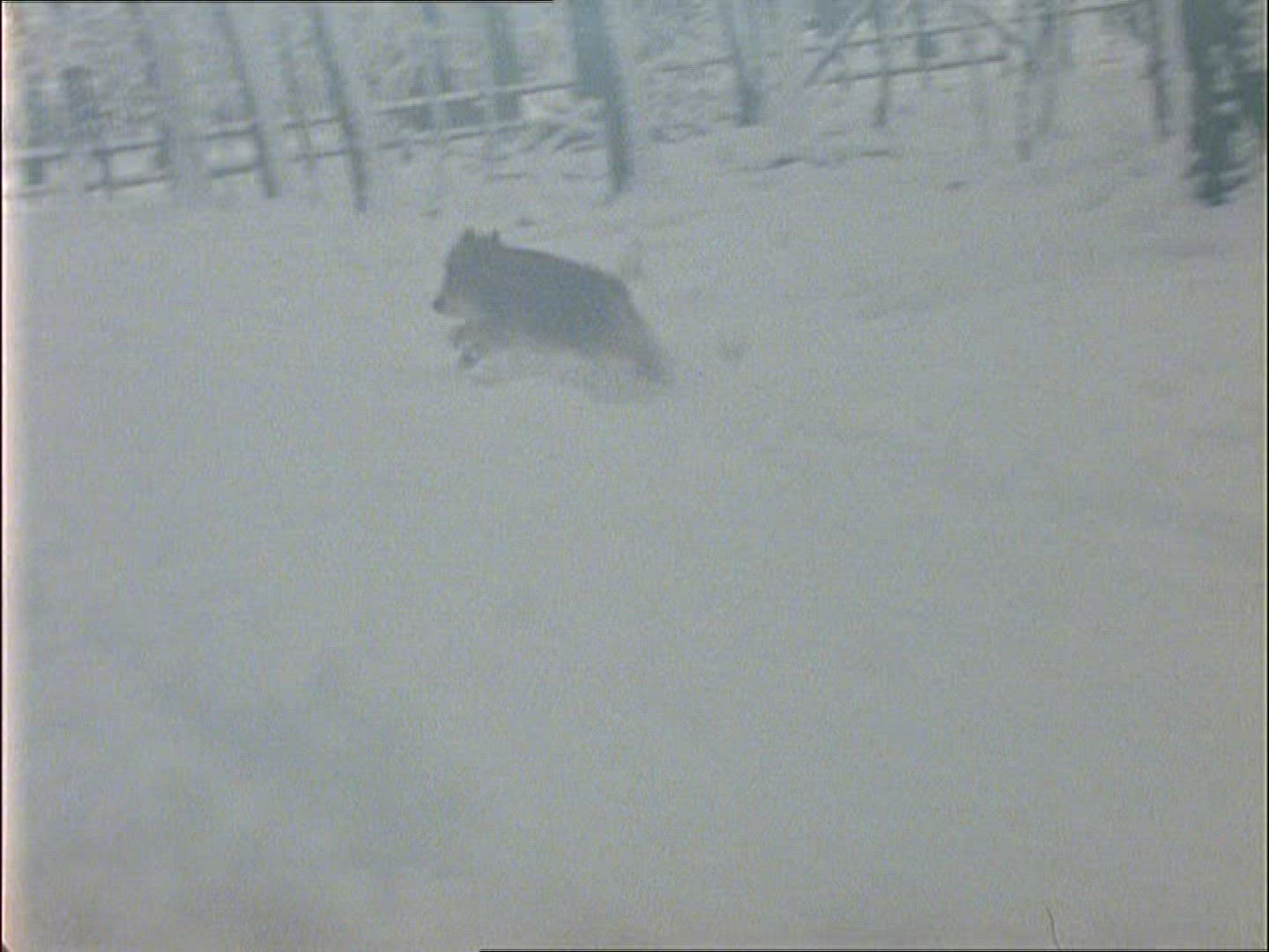 114164248 / Wild Boar / Rearing / Winter