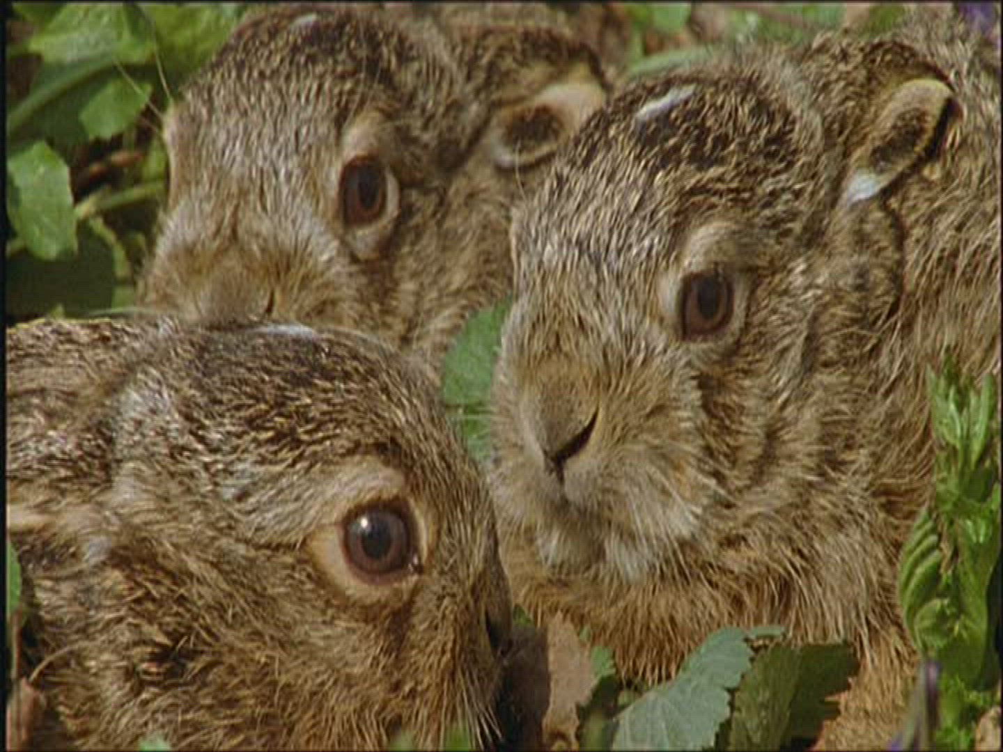 251204047 / Brown Hare / Europe
