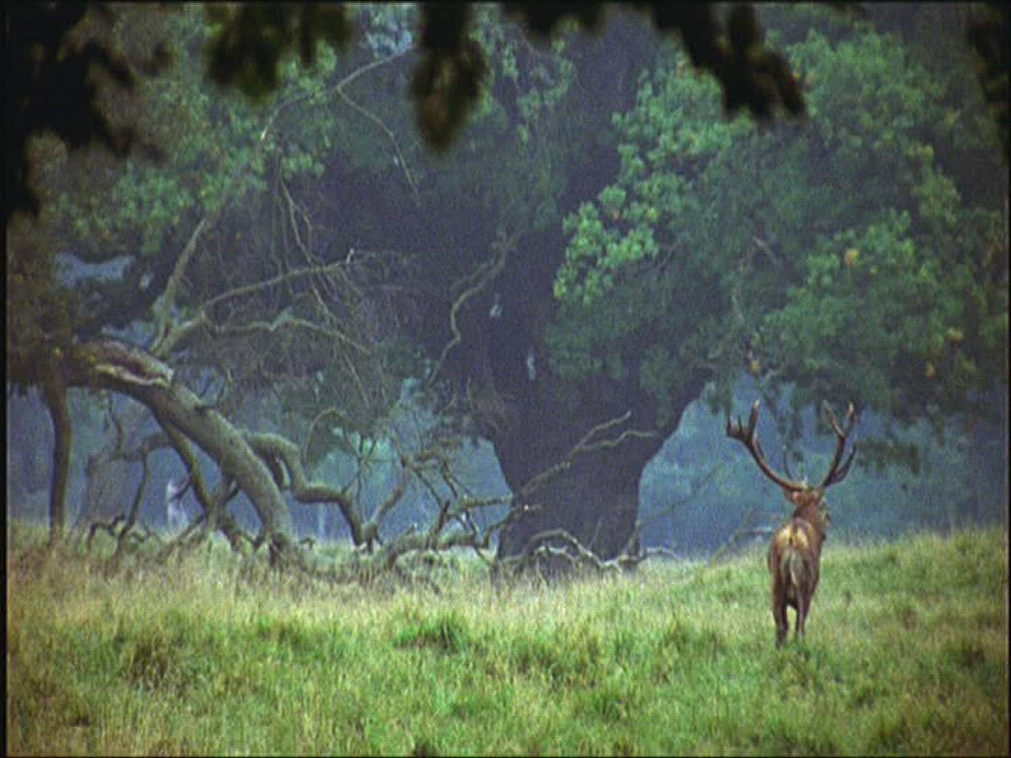 836962046 / Roe Deer / Europe