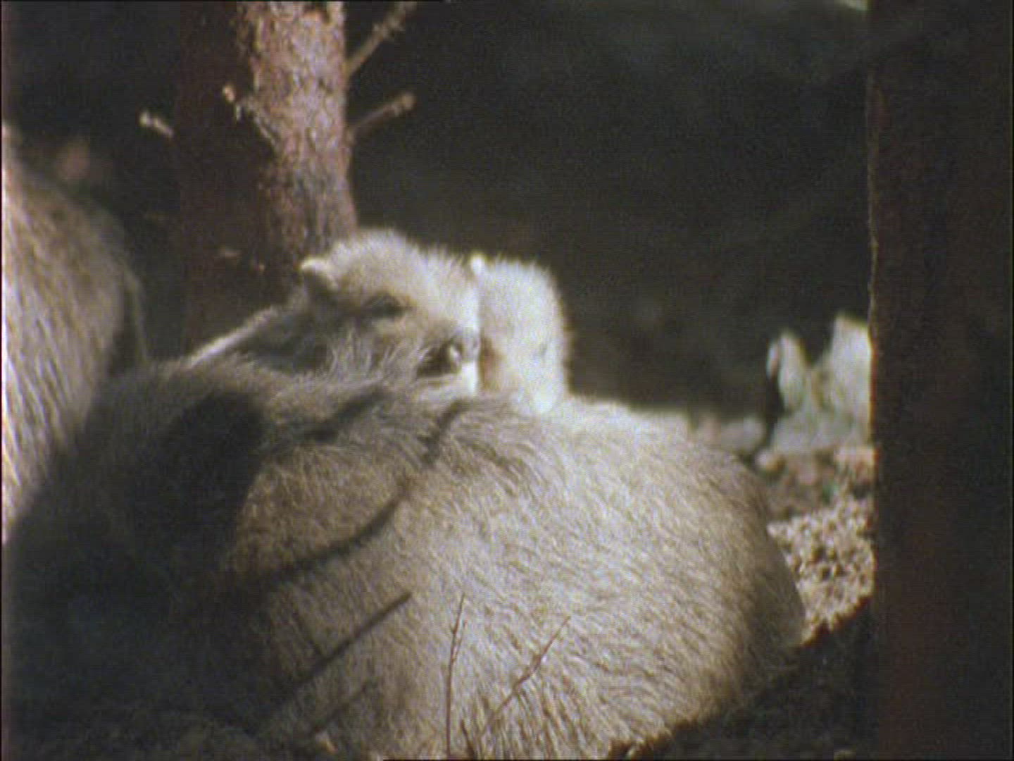 743984420 / Wild Boar / Rearing / Spring