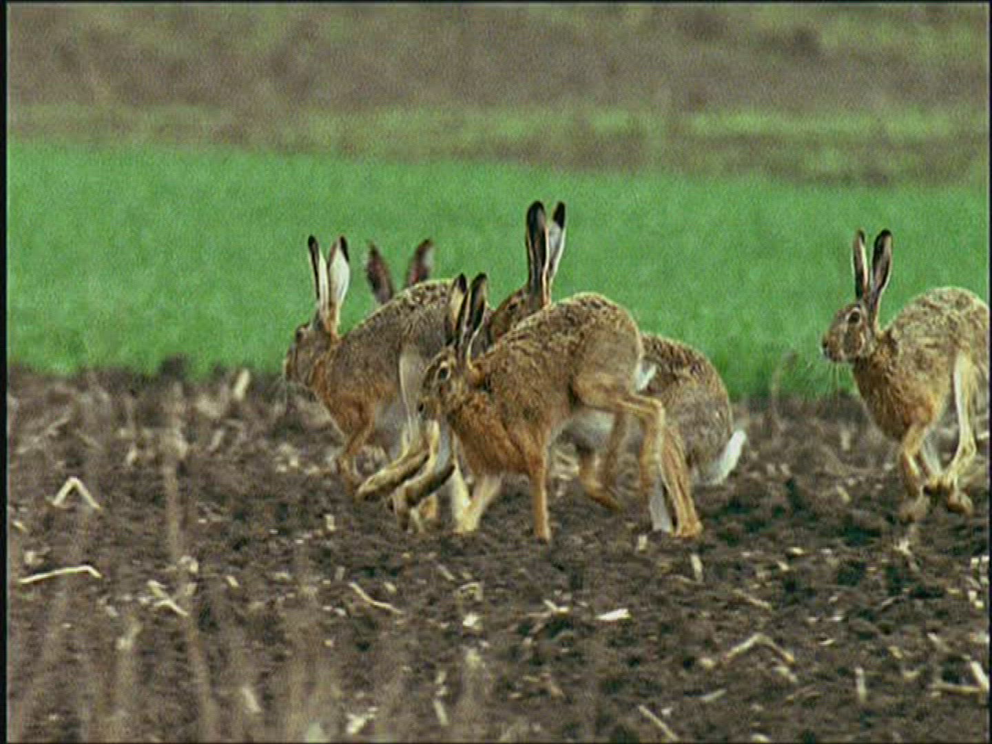 539664405 / Brown Hare / Europe