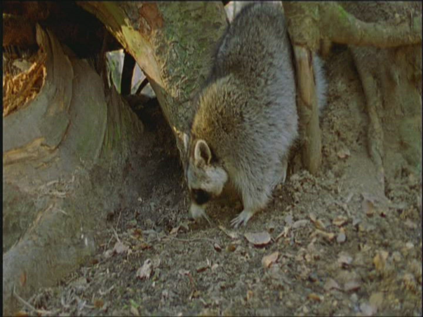 905044746 / Racoon / Europe