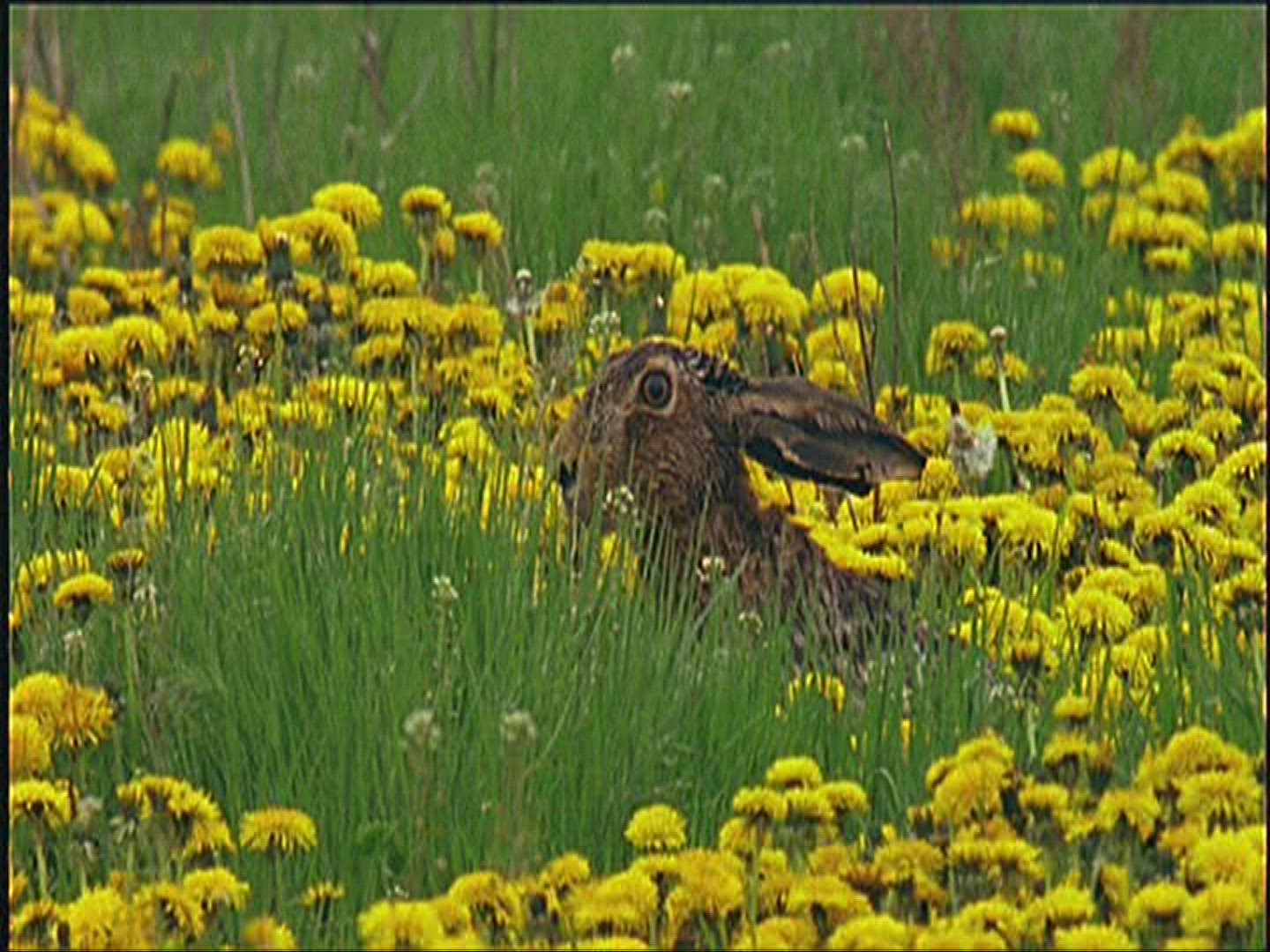 768780834 / Brown Hare / Europe