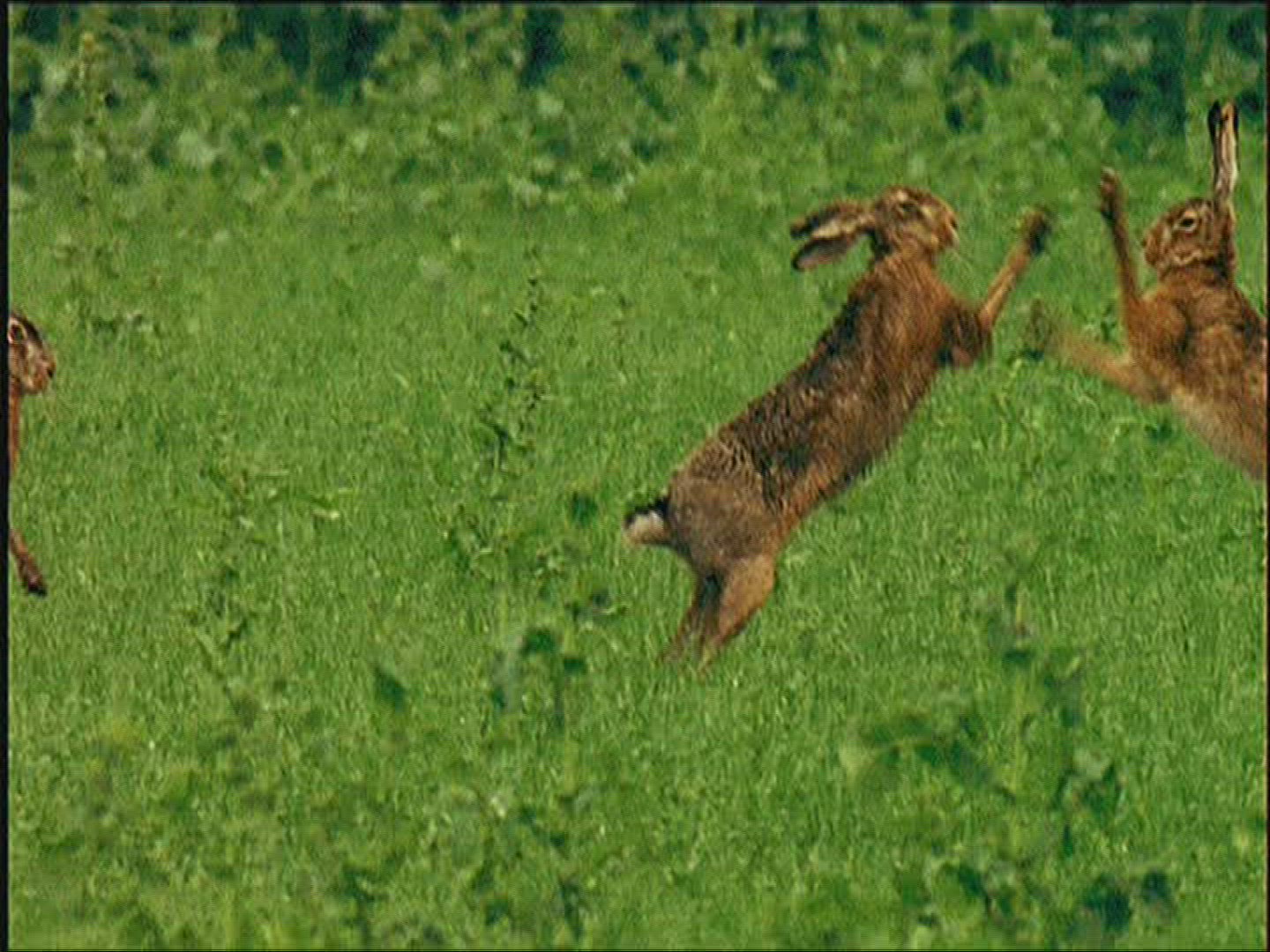 586442745 / Brown Hare / Europe