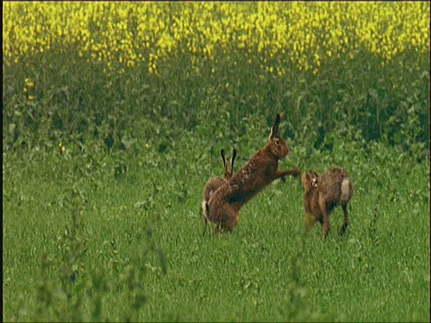 807647763 / Brown Hare / Europe