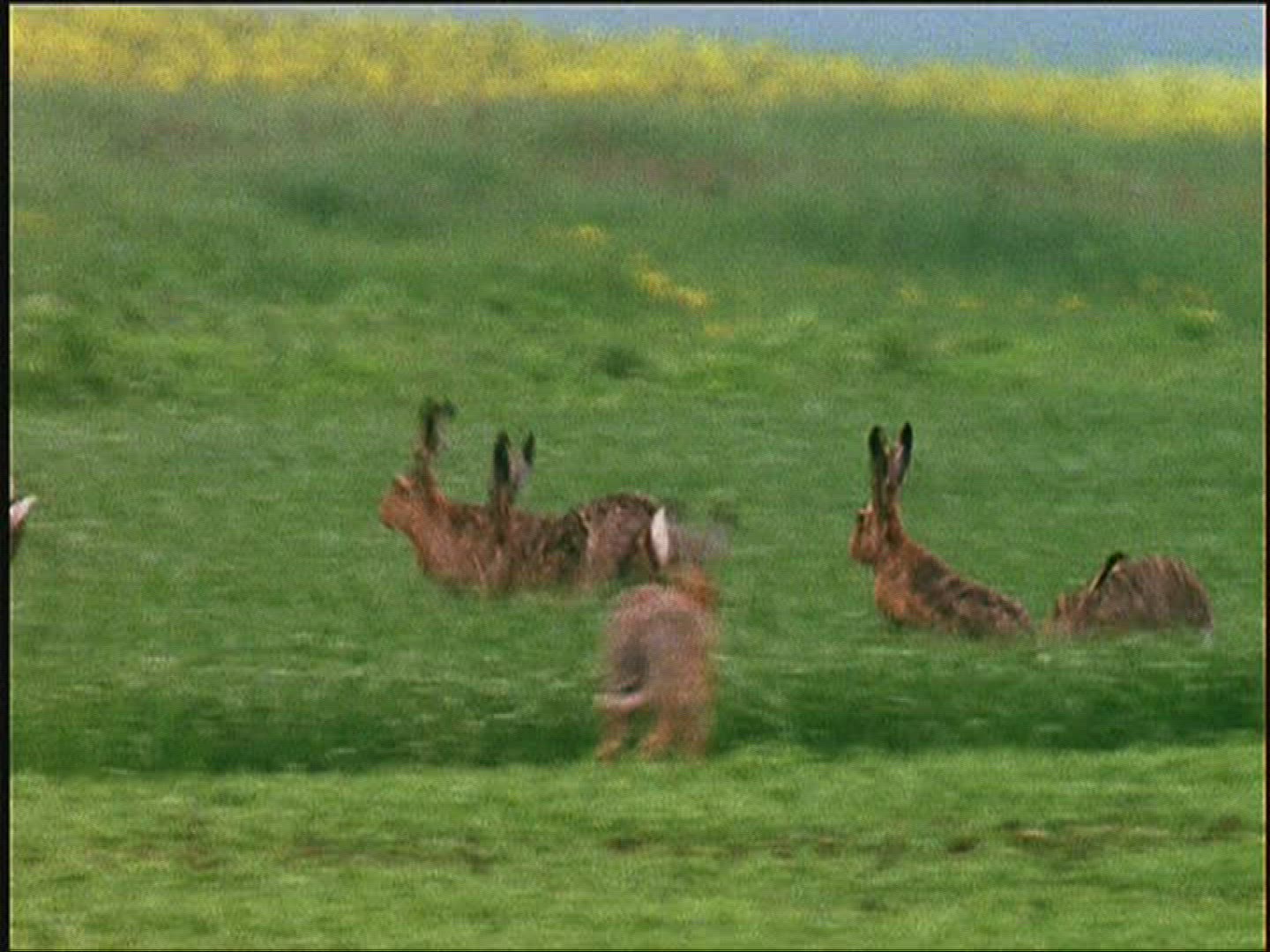 442681997 / Brown Hare / Europe