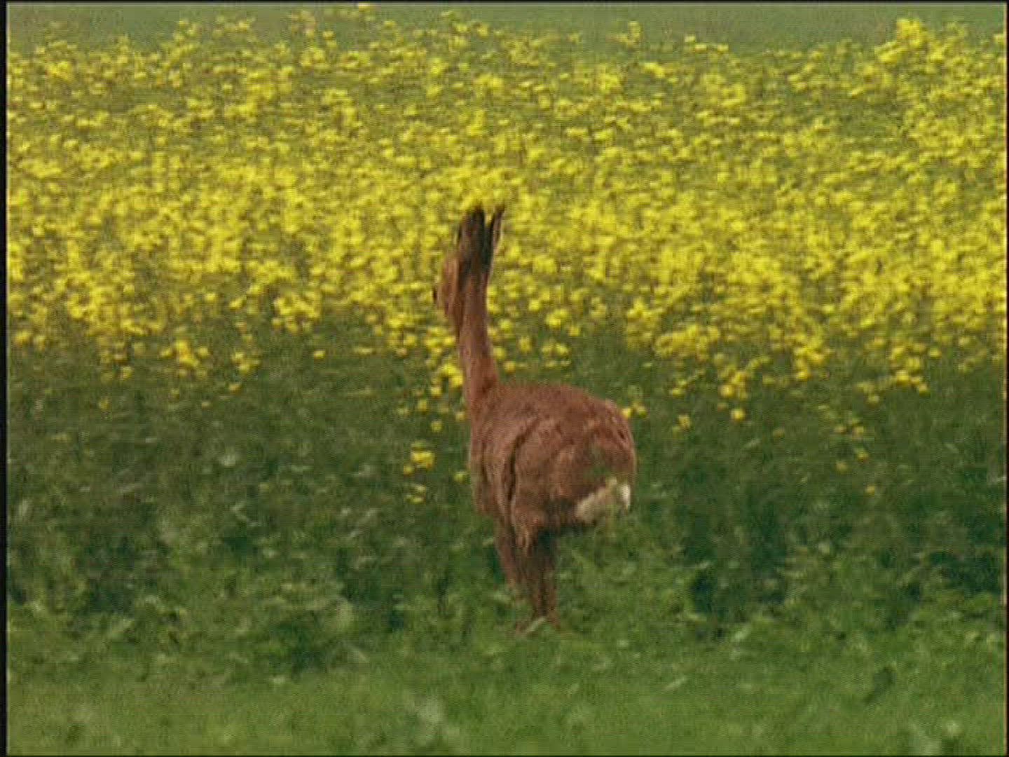 779919268 / Roe Deer / Europe
