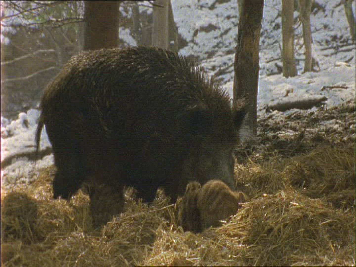 360043572 / Wild Boar / Rearing / Winter