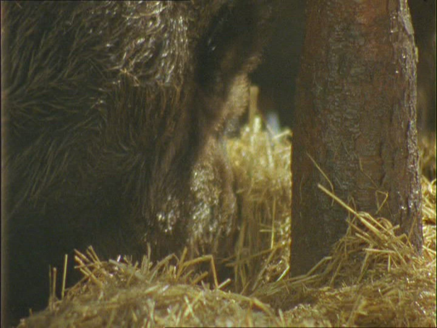 929399607 / Wild Boar / Eating / Winter