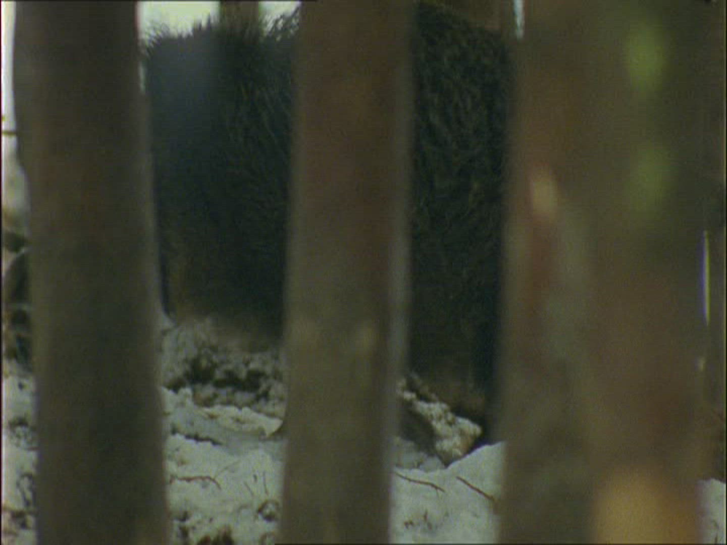 838555512 / Wild Boar / Rearing / Winter
