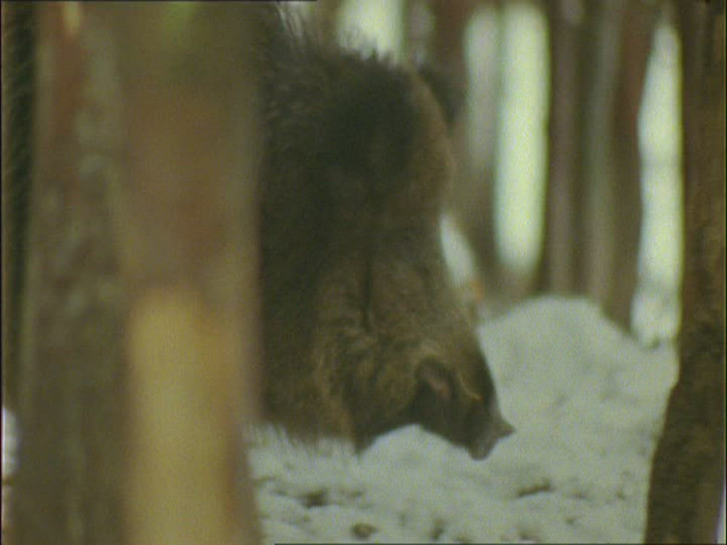 798115843 / Wild Boar / Moving / Winter