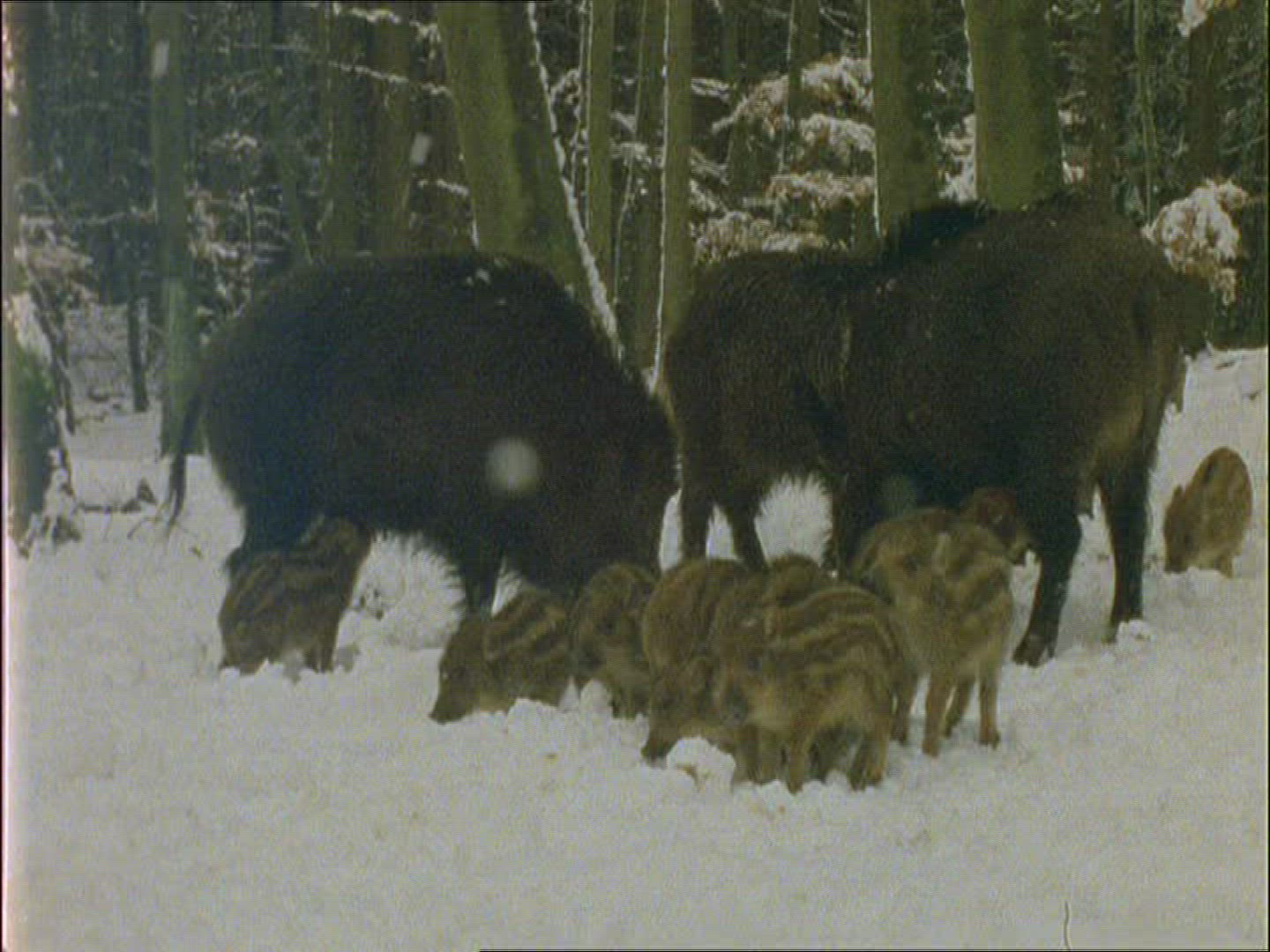 219410740 / Wild Boar / Rearing / Winter