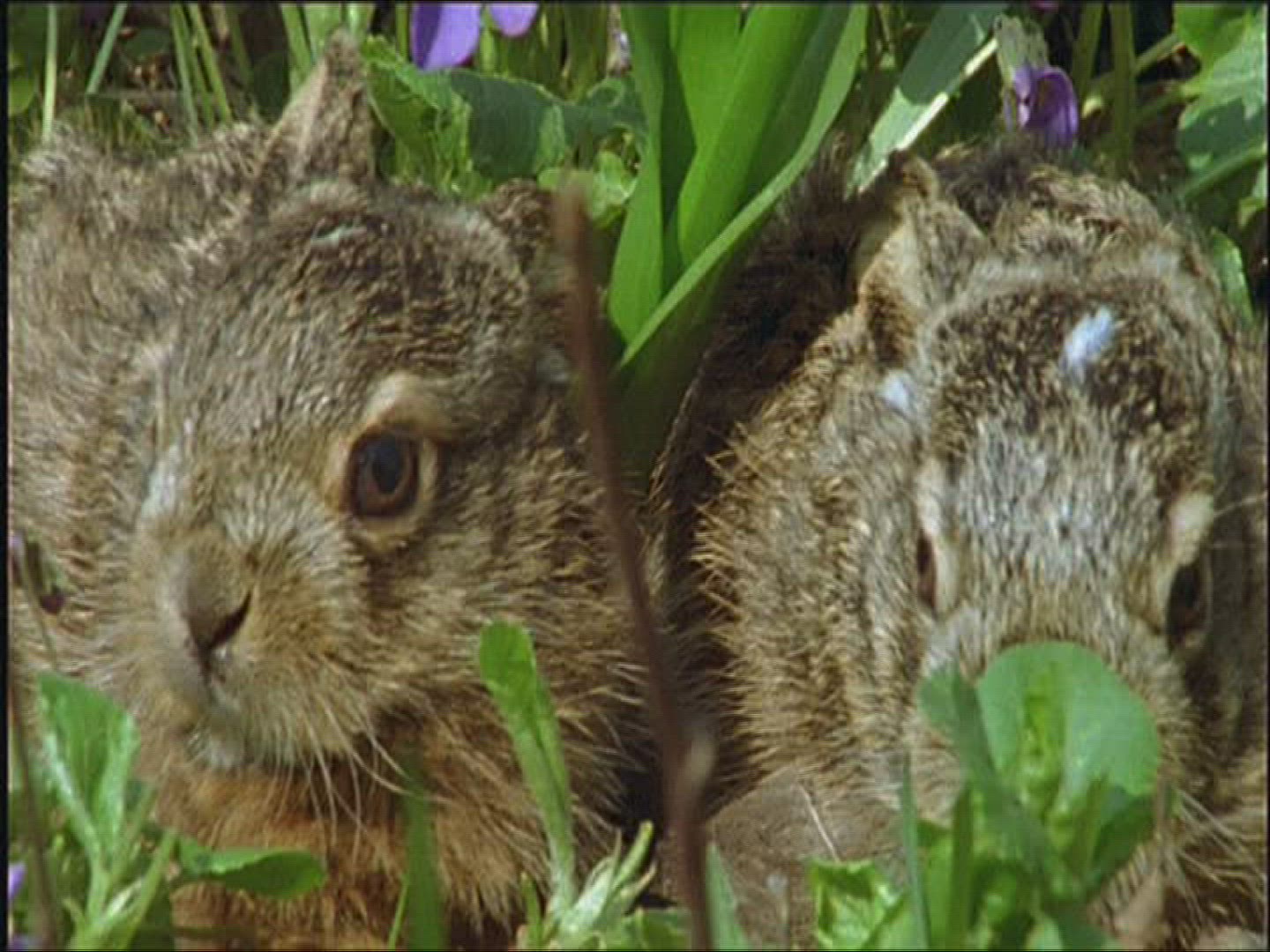 932727051 / Brown Hare / Europe