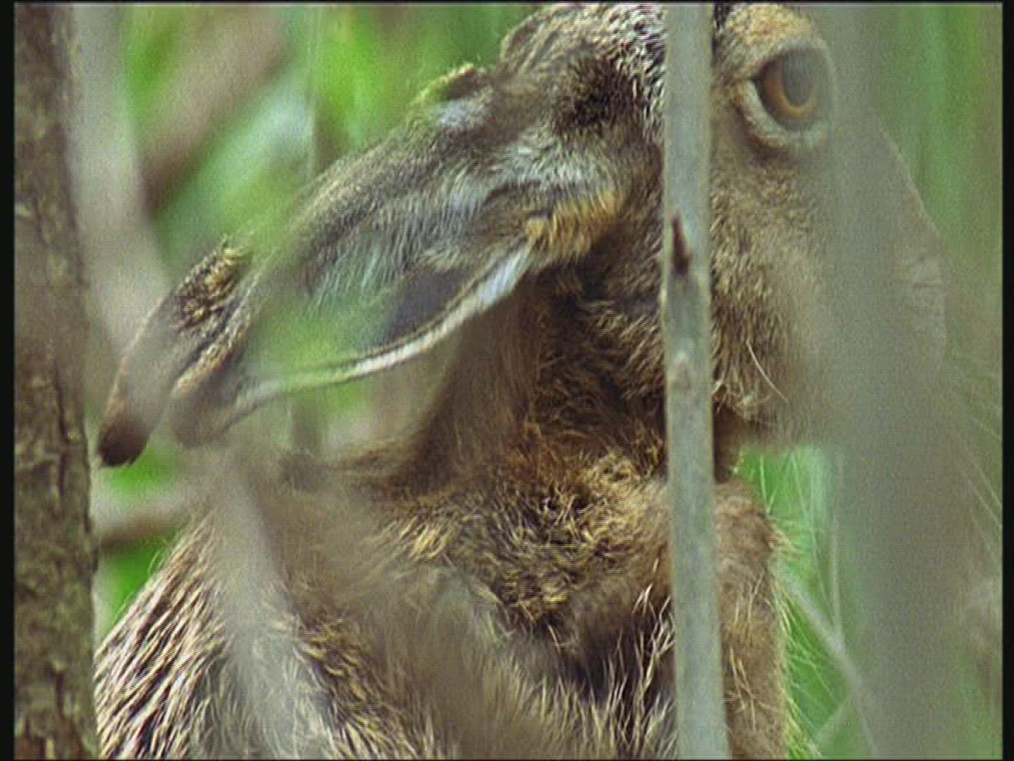 645659782 / Brown Hare / Europe
