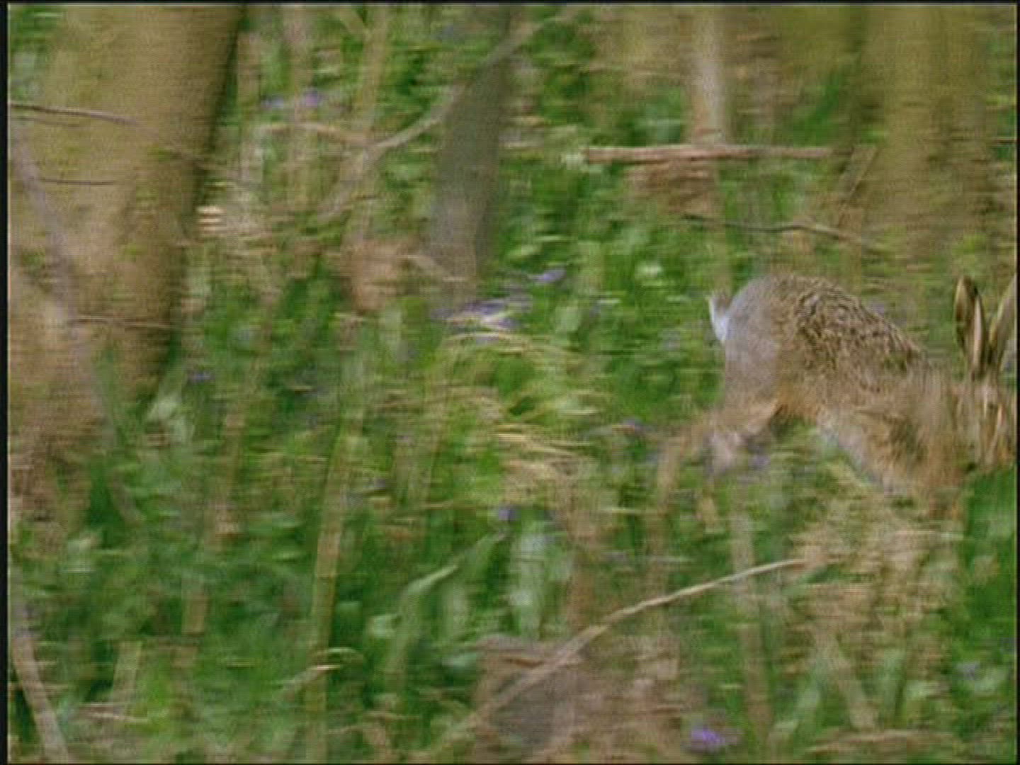 246845089 / Brown Hare / Europe