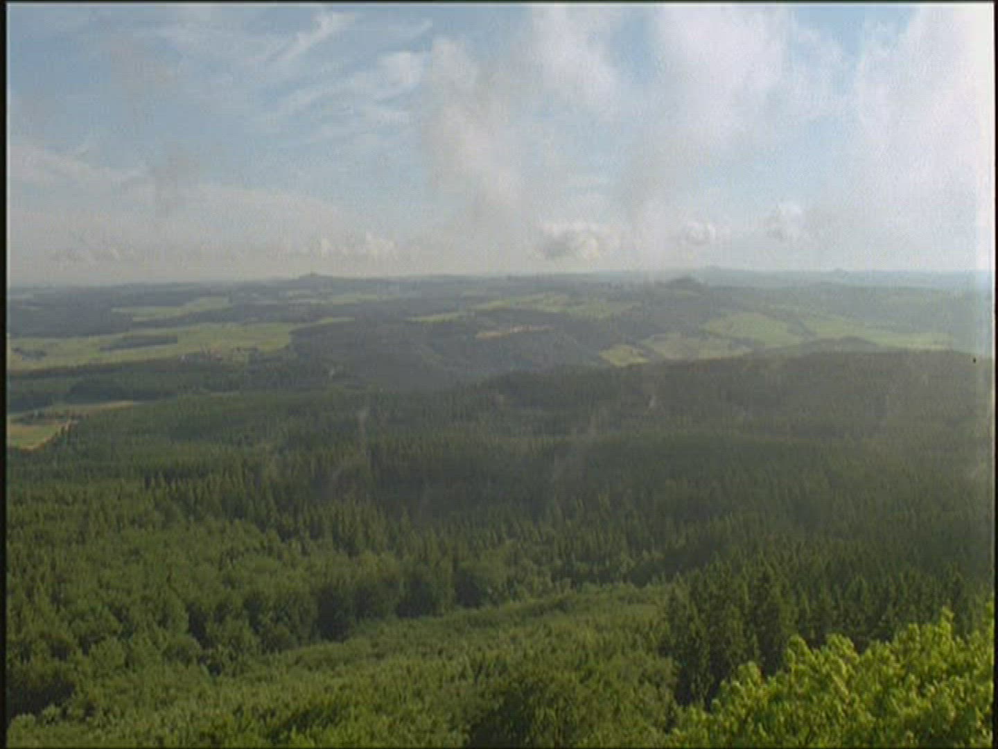 417229911 / Forest / Europe