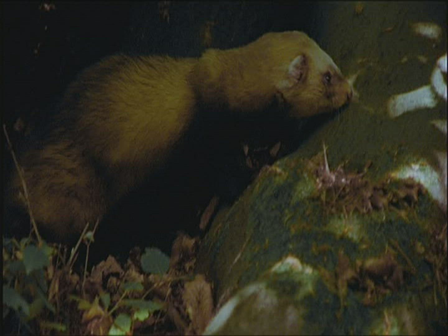 223183430 / Polecat / Europe