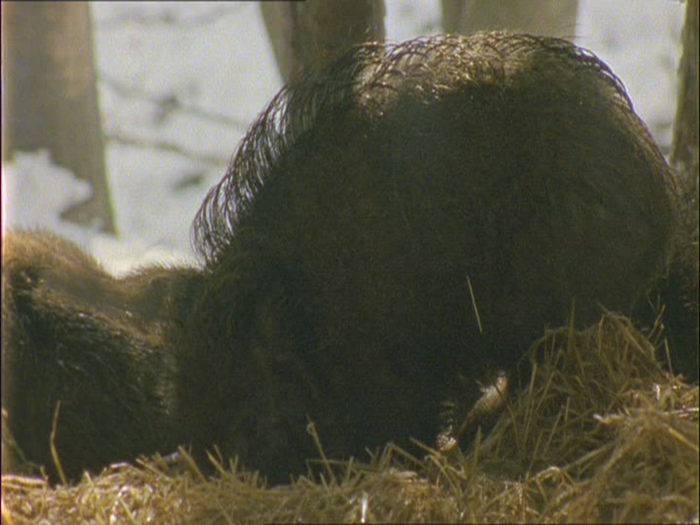 910514087 / Wild Boar / Rearing / Winter