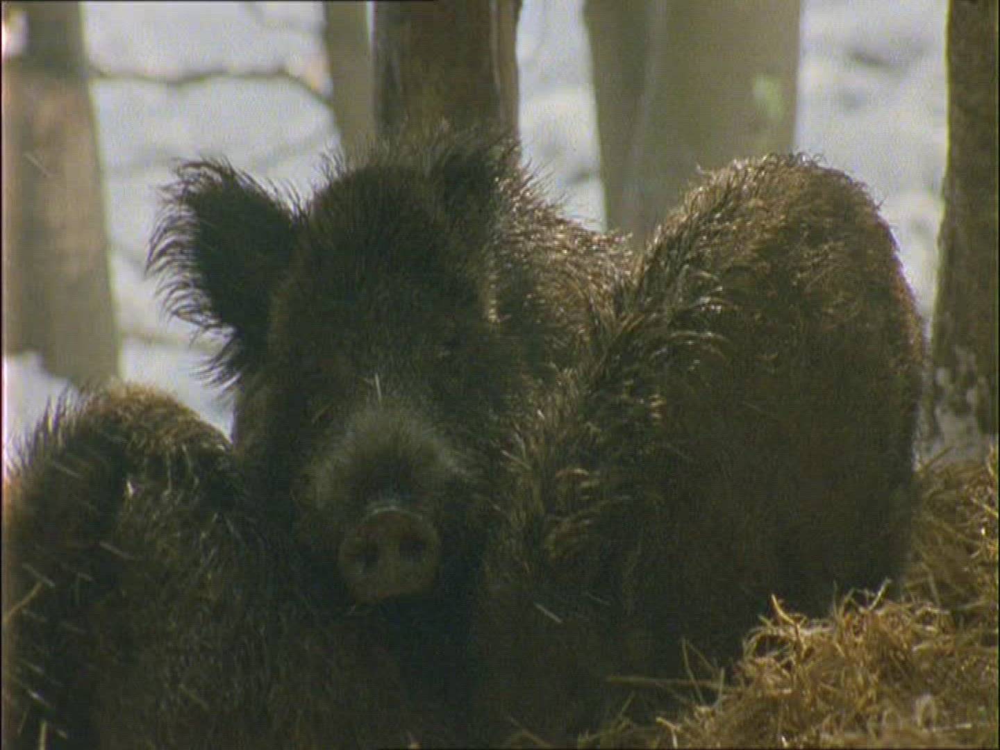 525614011 / Wild Boar / Rearing / Winter