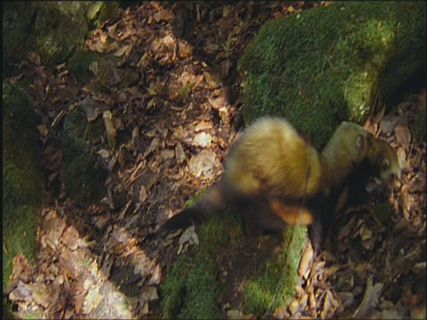 958998085 / Polecat / Europe
