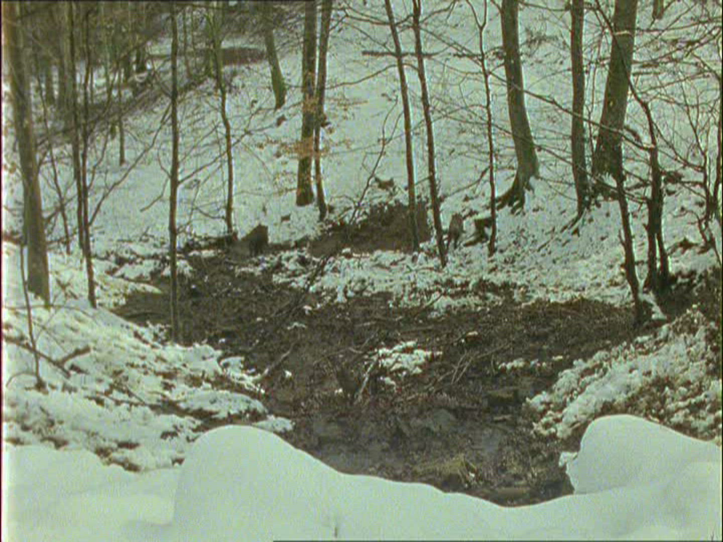 976030474 / Wild Boar / Eating / Winter