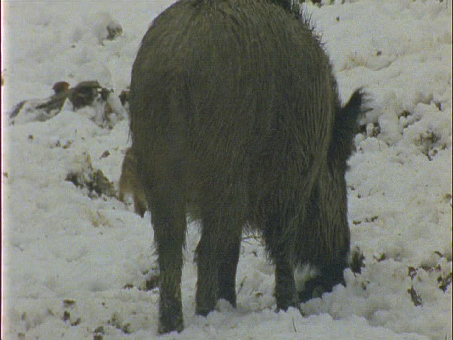 450204234 / Wild Boar / Rearing / Winter