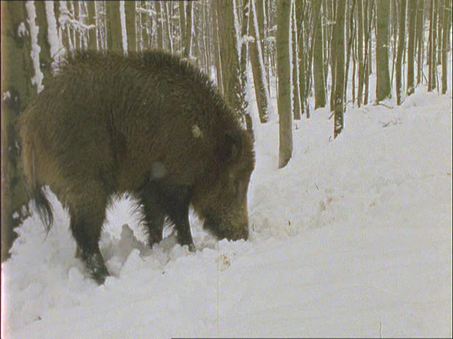 647203337 / Wild Boar / Eating / Winter