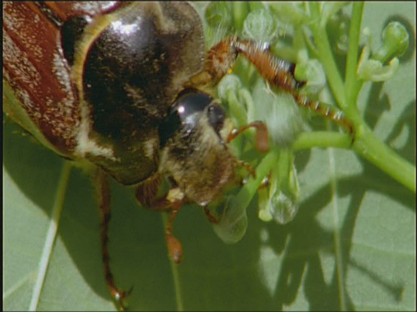 252378037 / Cockchafer / Europe