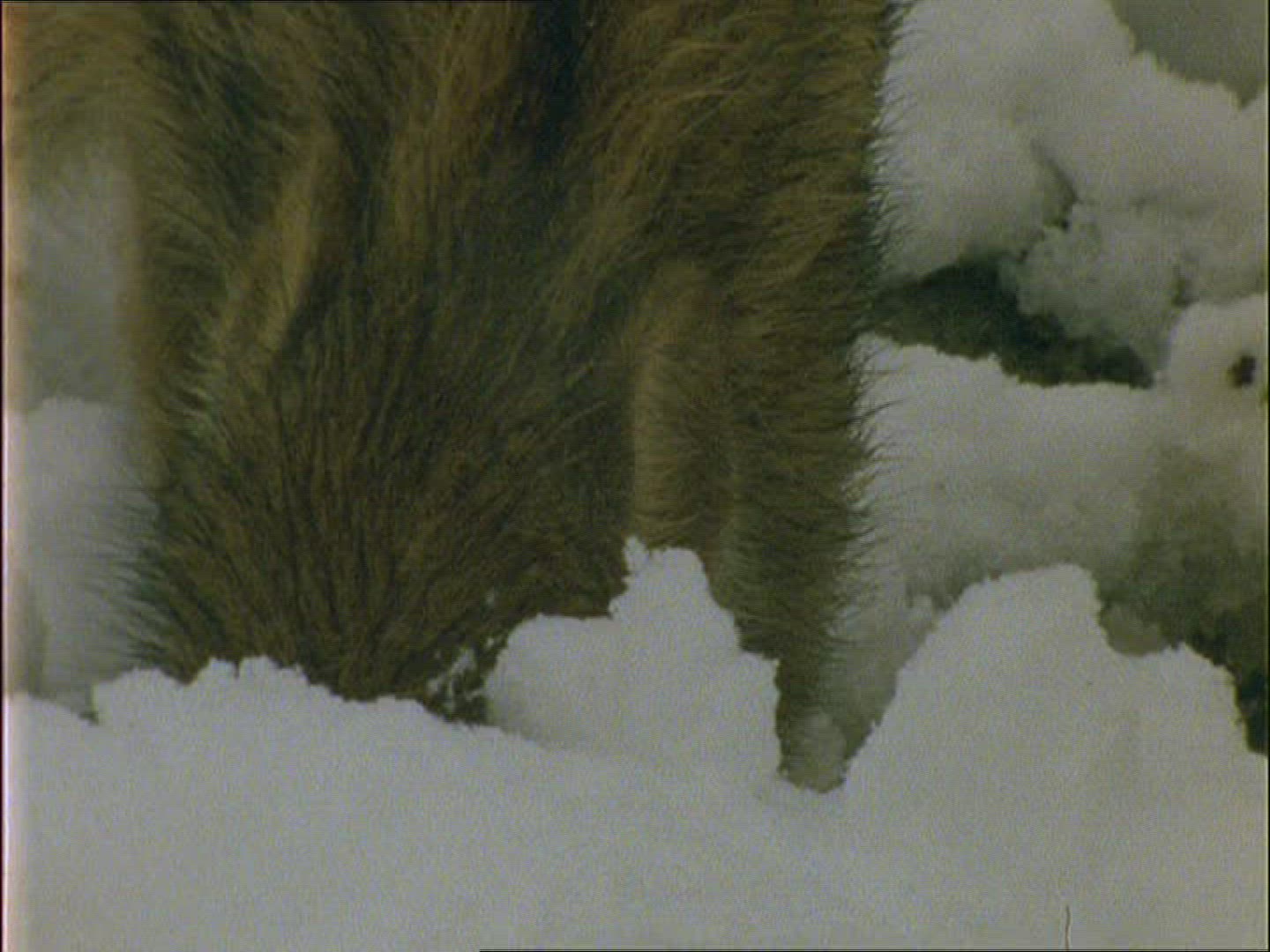 185739502 / Wild Boar / Rearing / Winter