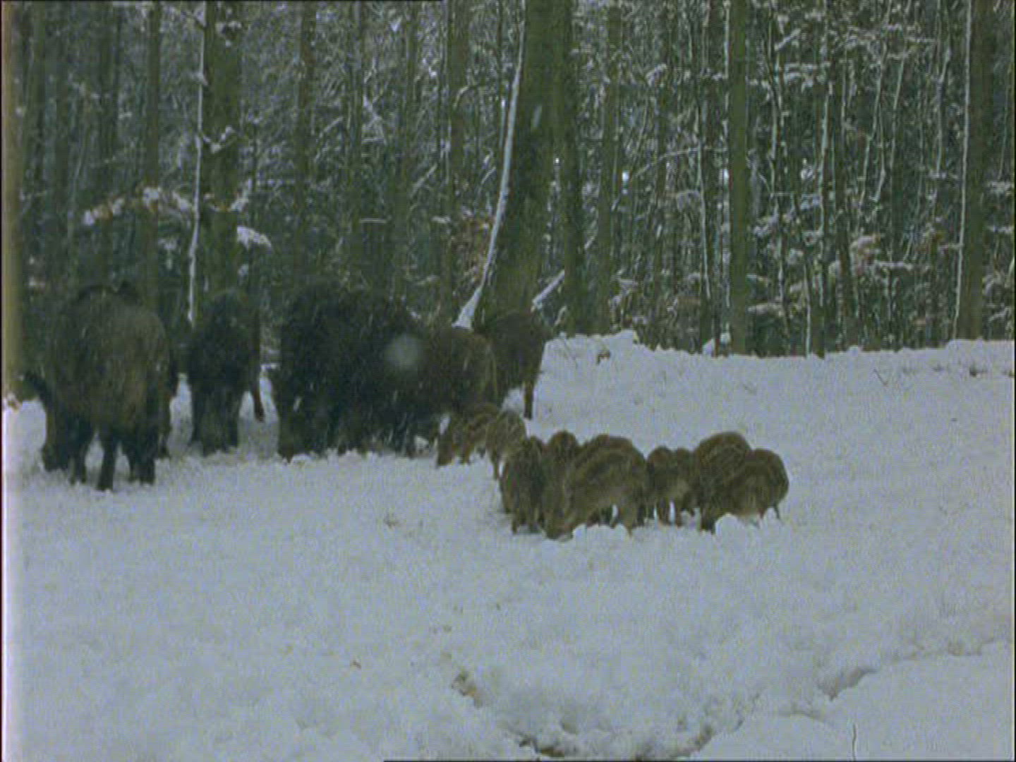 297330964 / Wild Boar / Rearing / Winter